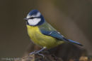 Blue Tit